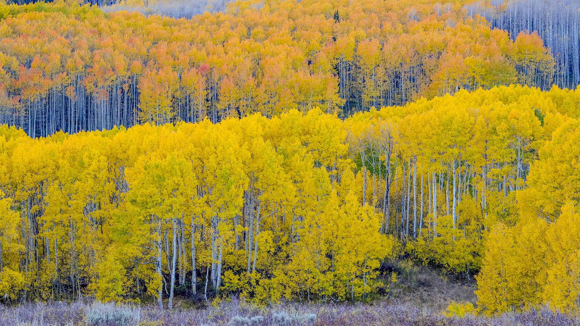 瓜兹曼山口附近的秋日山杨林