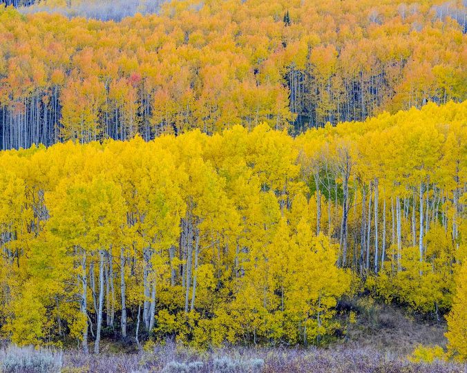 2026年9月22日 必应每日壁纸 – 瓜兹曼山口附近的秋日山杨林