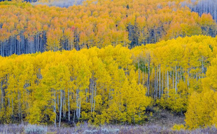 2026年9月22日 必应每日壁纸 – 瓜兹曼山口附近的秋日山杨林